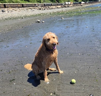 Molly Bloom Molly Bloom on the beach with a ball