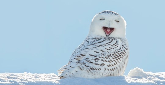 snow owl 2.jpg